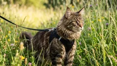 Geen eenzame zwerver: moet je je kat uitlaten en hoe doe je dat op de juiste manier