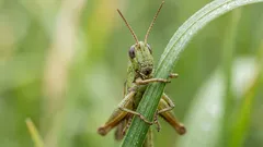 Wat betekent het getjilp van krekels: de meest voorkomende oorzaken en hoe je de bron kunt achterhalen