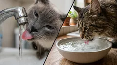 Waarom katten met hun pootje het water aanraken als ze drinken: wat dit gedrag betekent
