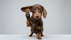 Pas op, je hond luistert mee: wat huisdieren opvangen uit je gesprekken